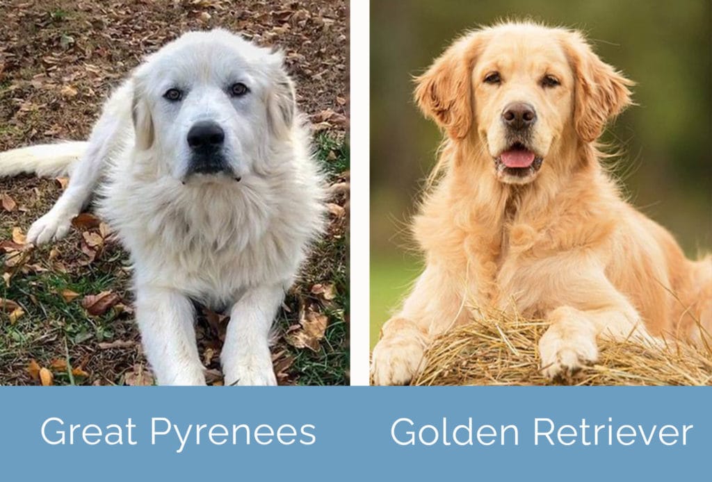 Great pyrenees retriever sales mix