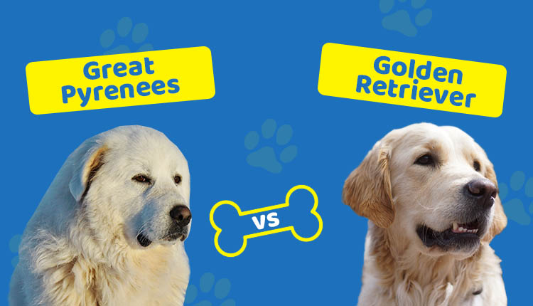 Great Pyrenees vs Golden Retriever