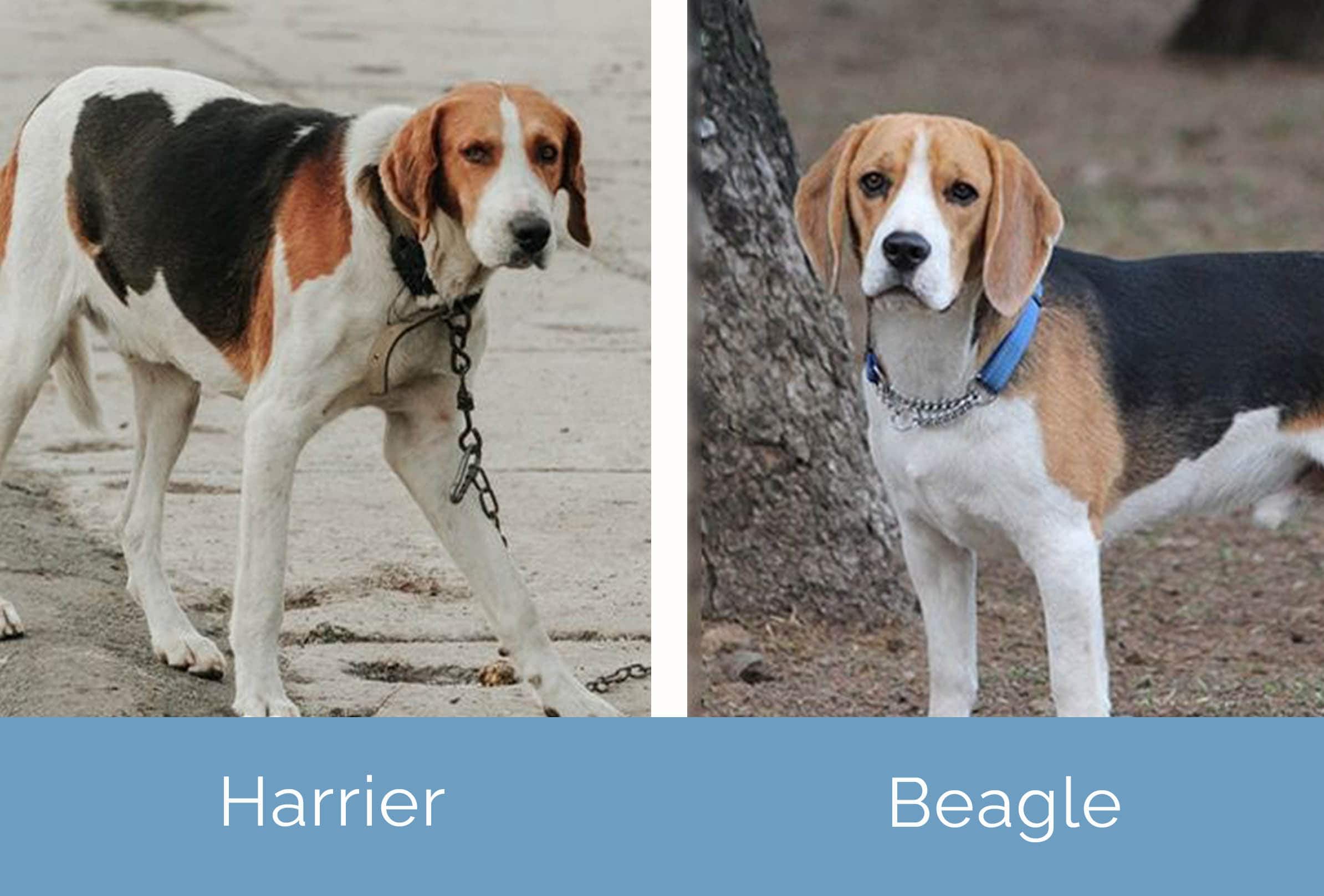 Beagle harrier sales puppies