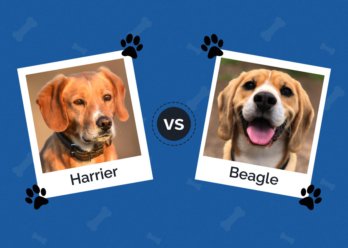 Harrier vs Beagle
