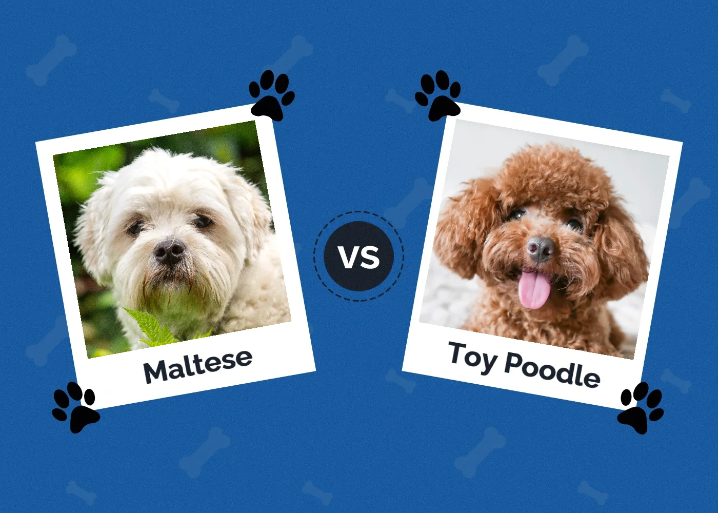 Maltese vs Toy Poodle - Featured Image