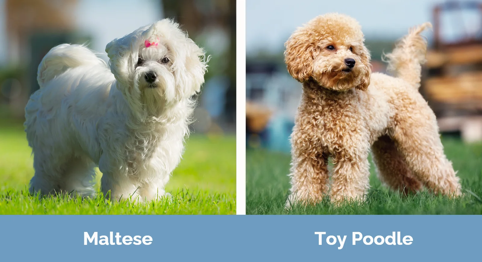 Maltese Vs Poodle Which Dog To Choose