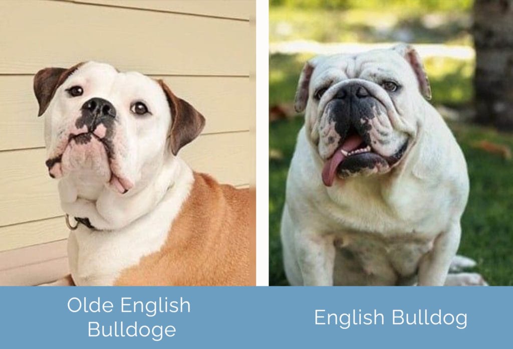 Are Olde English Bulldogs Part Of The Pitbull Family