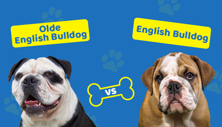 Olde English Bulldoge vs English Bulldog