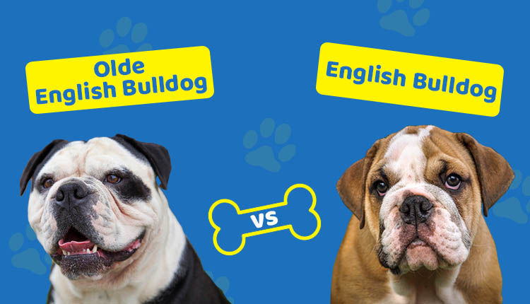 Difference between english bulldog deals and olde english bulldogge