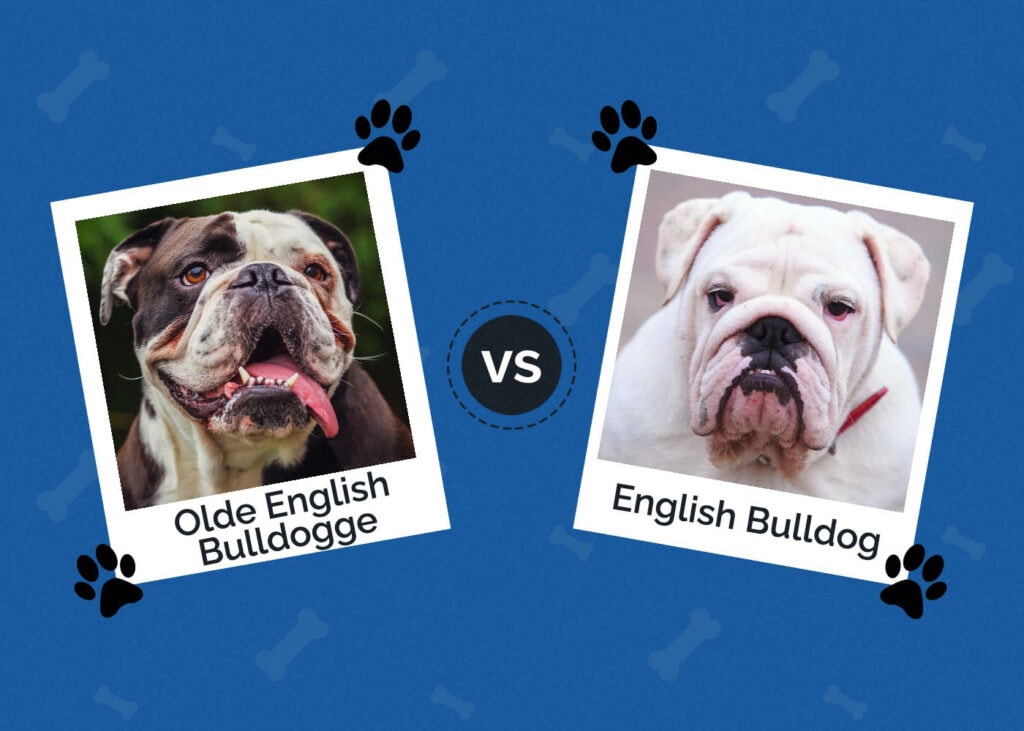 Olde English Bulldogge vs English Bulldog: The Differences (With ...