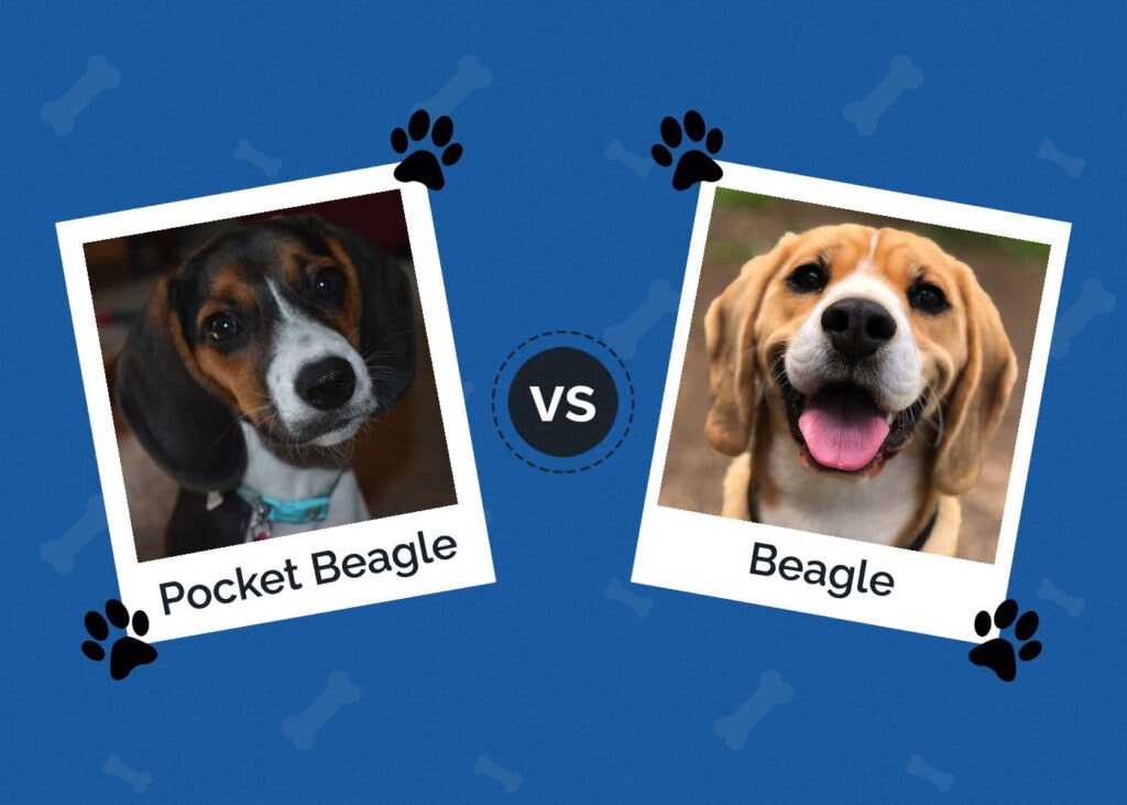Pocket Beagle vs Beagle What’s the Difference? Hepper