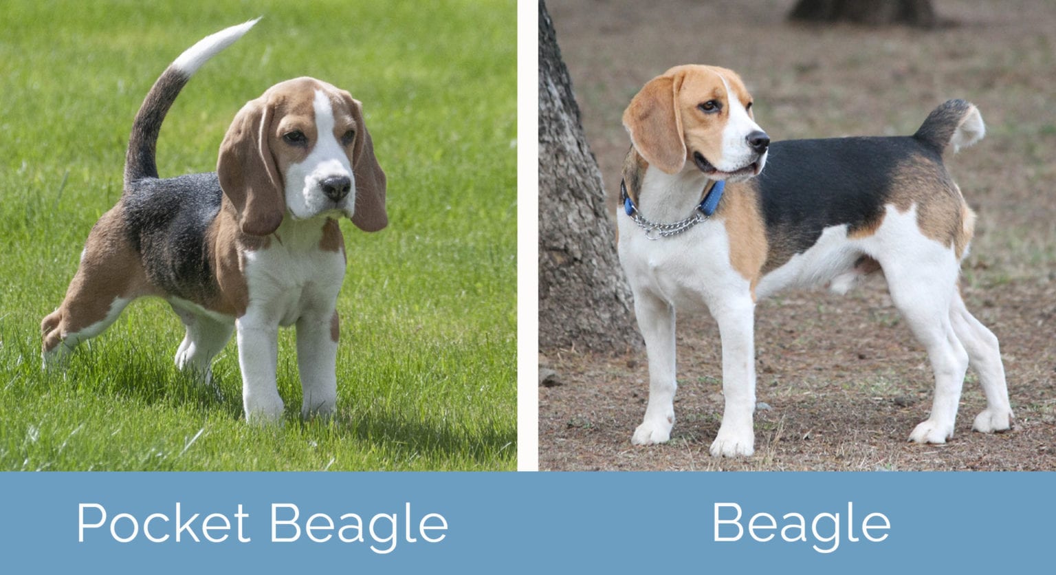 Pocket Beagle vs Beagle What’s the Difference? Hepper