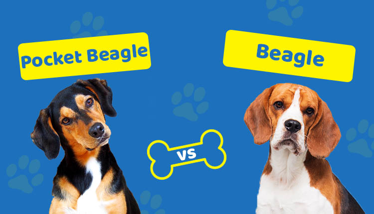 Pocket Beagle vs Beagle