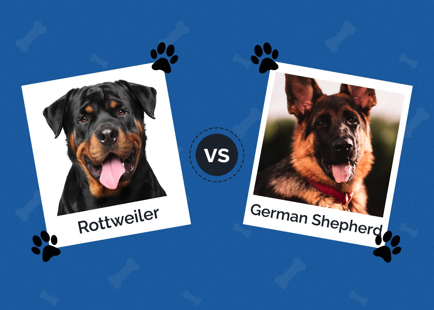 Rottweiler vs German Shepherd