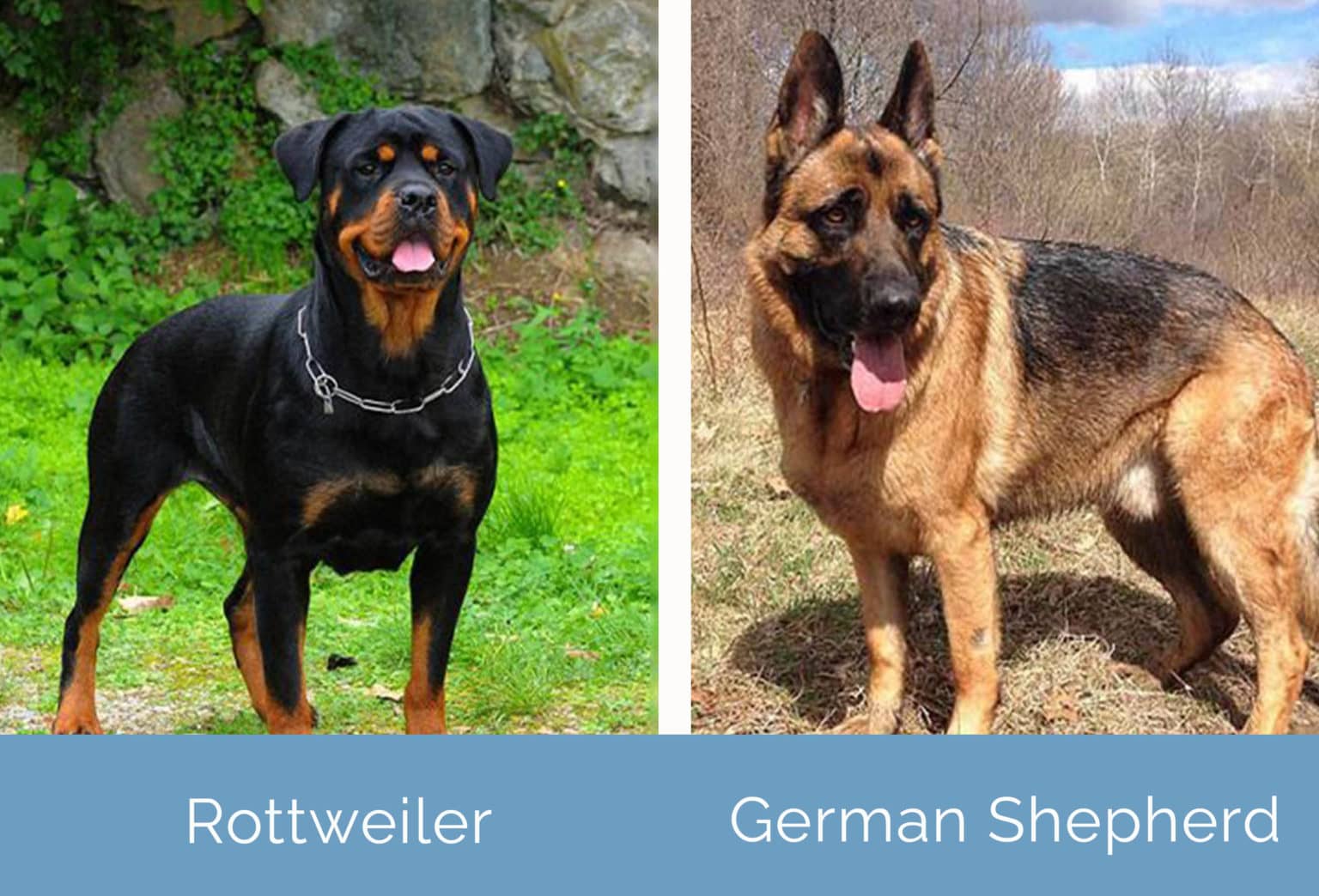 Rottweiler vs German Shepherd Which Dog to Choose? Hepper
