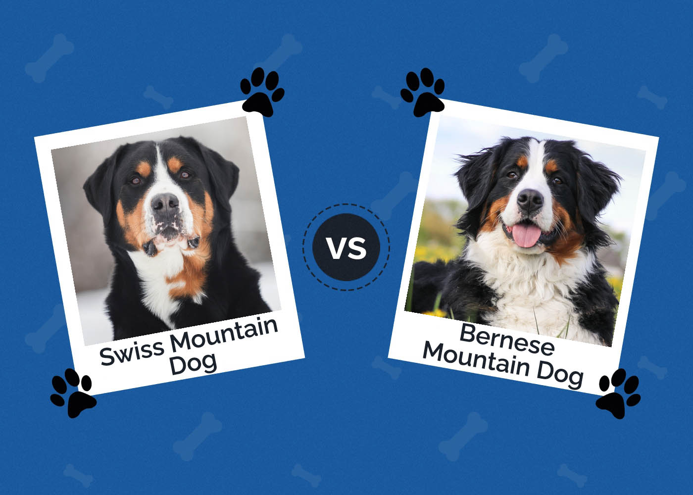 Swiss Mountain Dog vs Bernese Mountain Dog