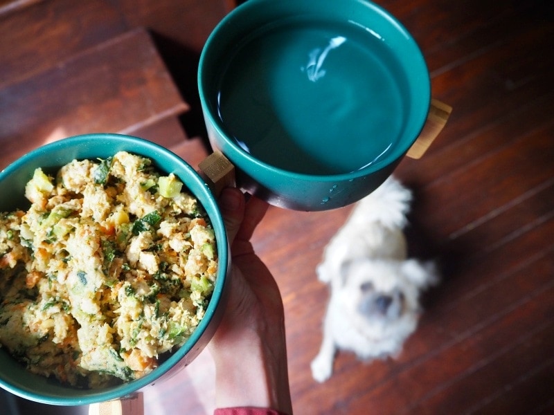 The Farmer's Dog fresh food turkey recipe in bowl being served to white dog