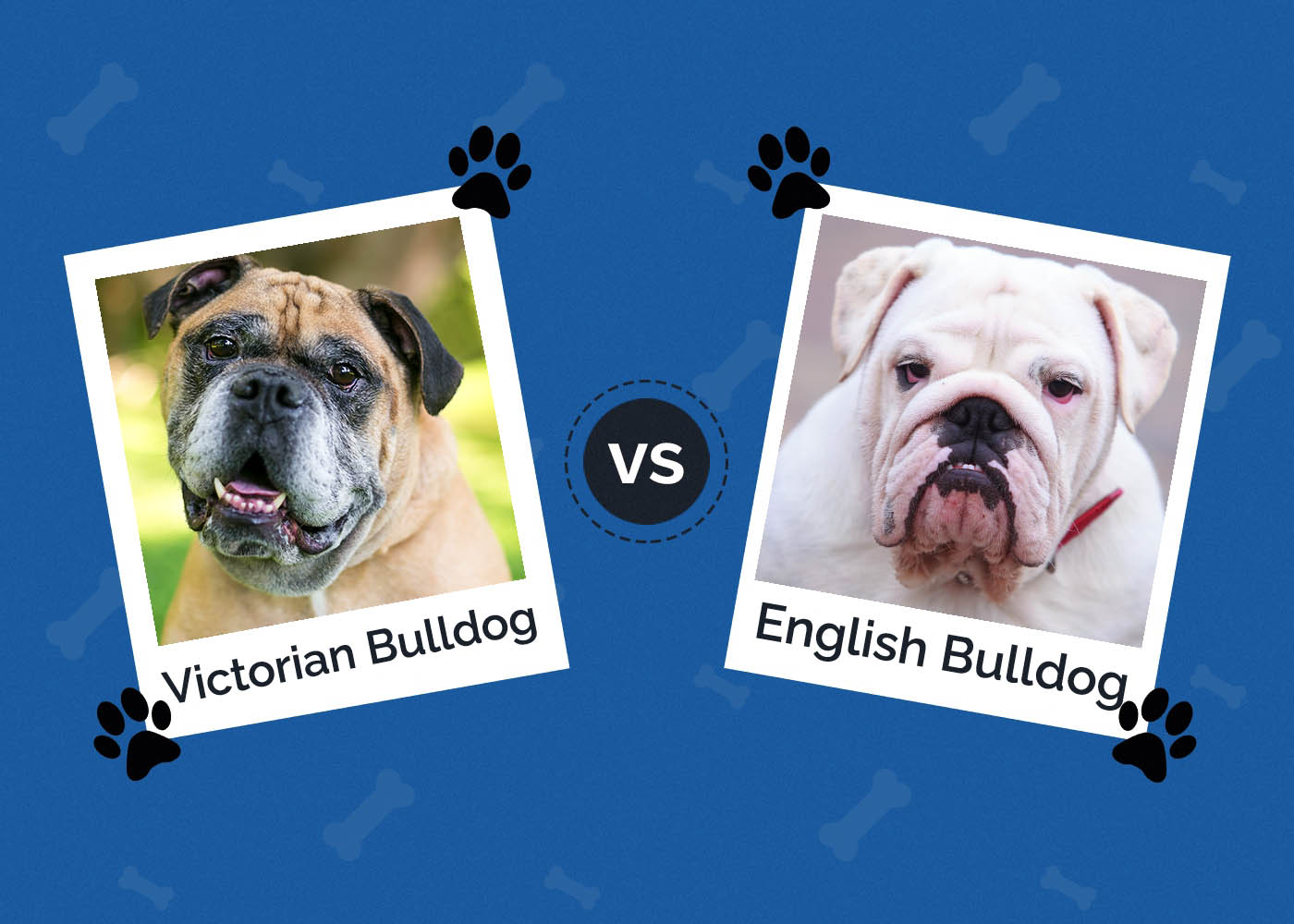 Victorian Bulldog vs English Bulldog