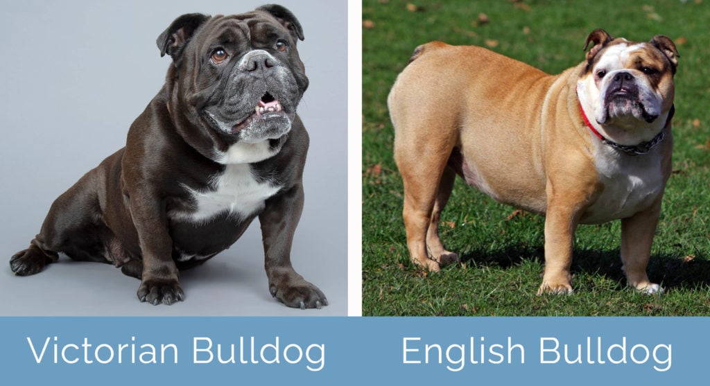 Victorian shop english bulldog