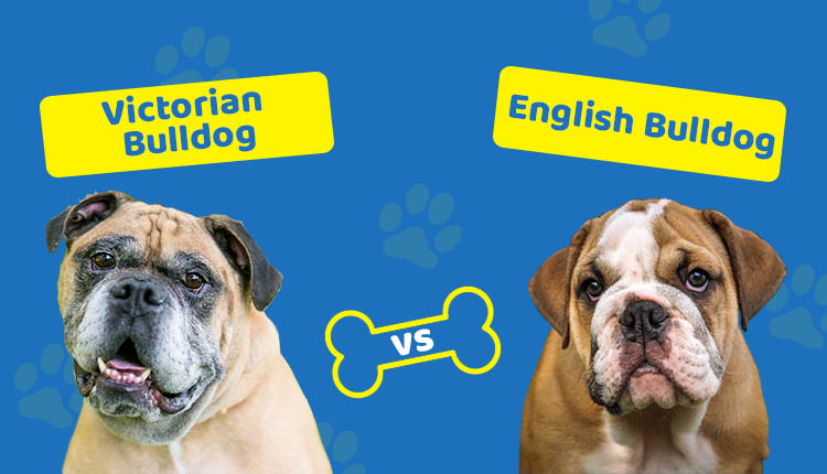 Victorian Bulldog vs English Bulldog