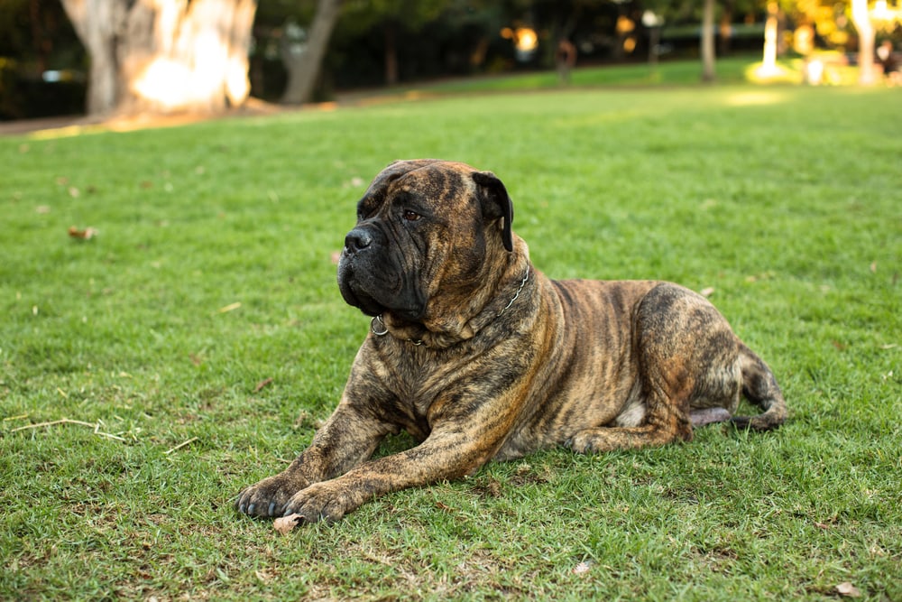 A brindle Bullmastiff dog