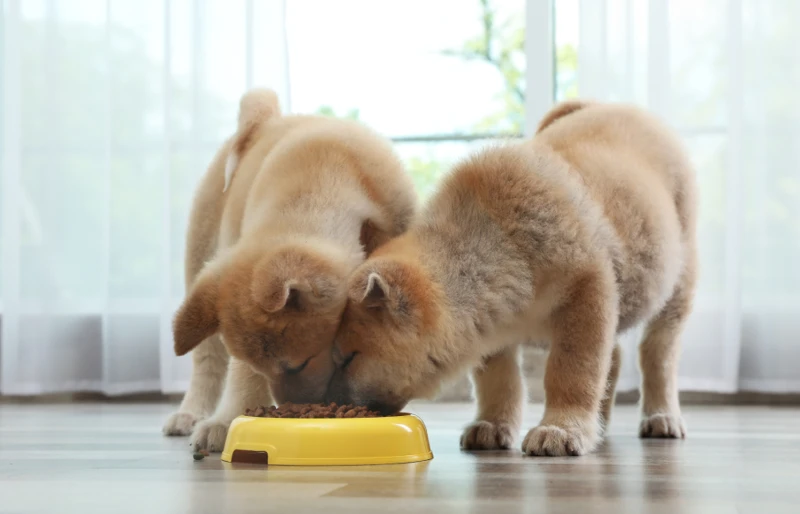 akita inu puppies eating dog food from bowl