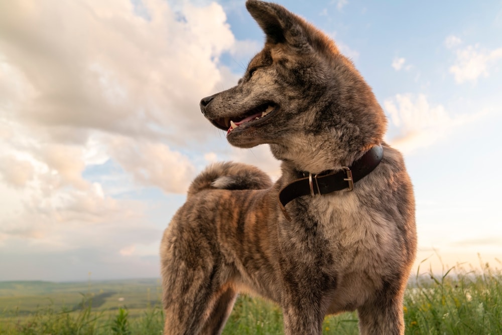Brindle-colored Akita Inu dog
