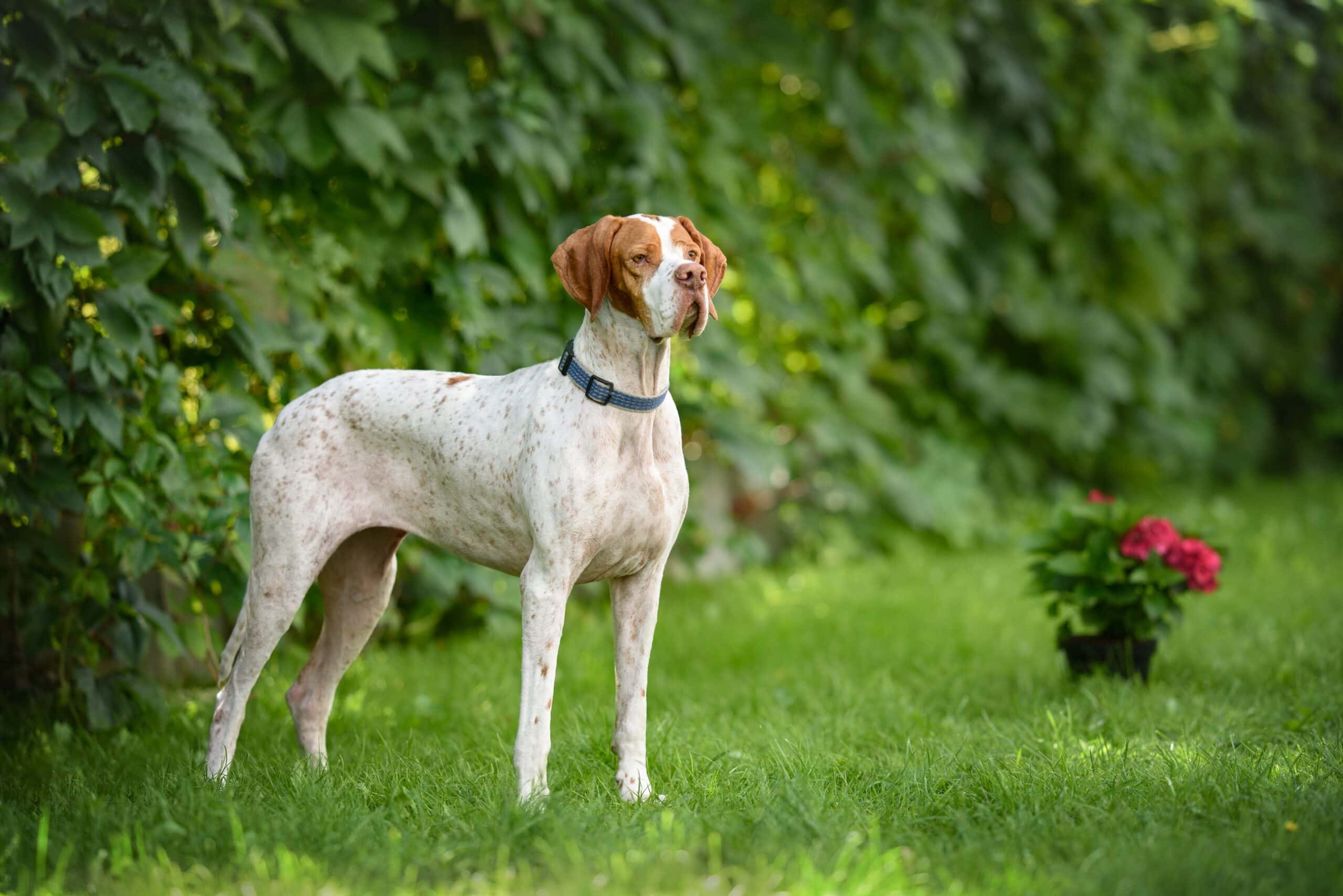 english pointer dog