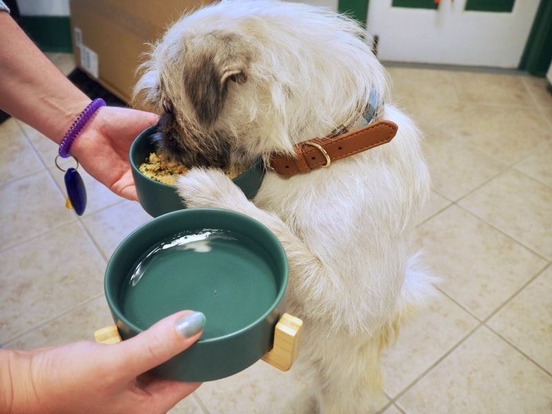 hungry white dog standing up to eat The Farmer's Dog fresh food