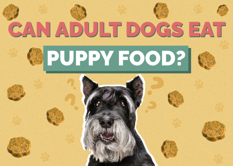 Can Adult Dogs Eat Puppy Food? What to Know! Hepper