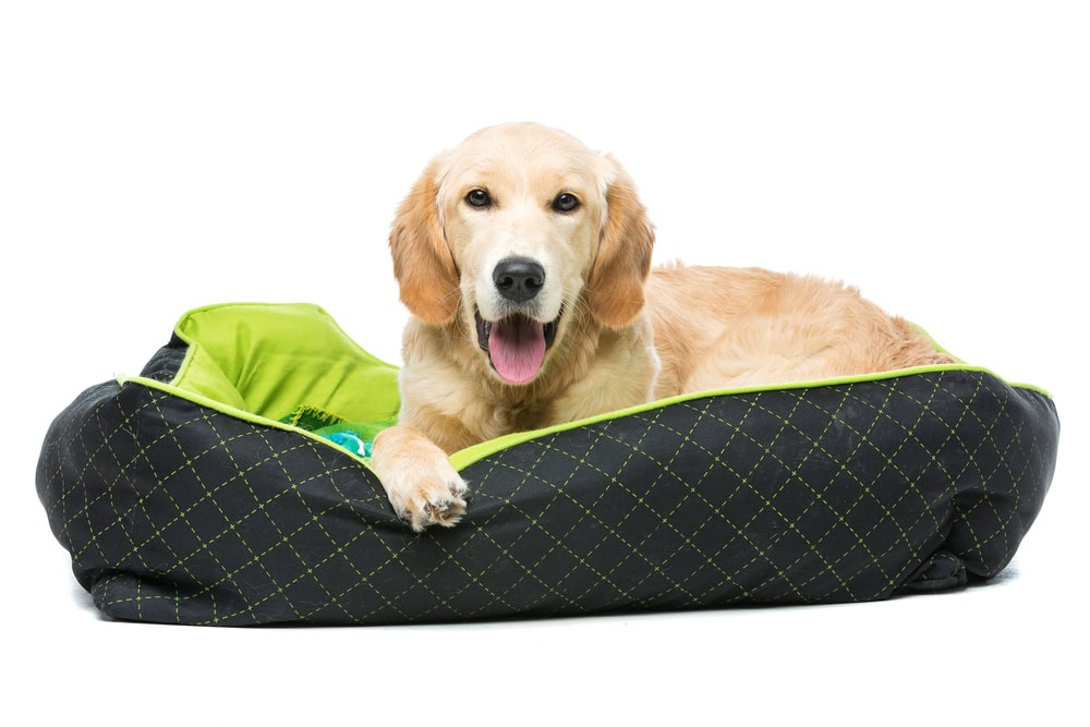 beautiul golden retriever dog on bed