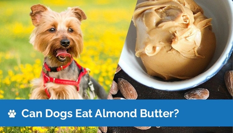 can dogs eat almond butter 2