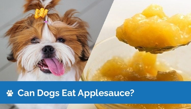 can dogs eat apple sauce 2