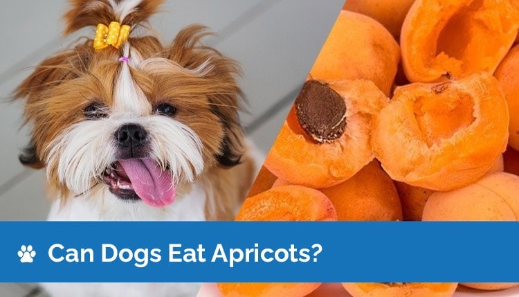 can dogs eat apricots2