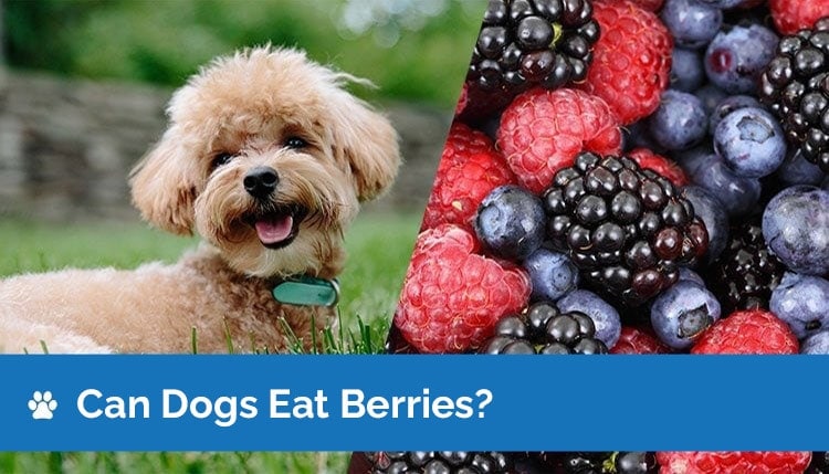 can dogs eat berries graphic 2