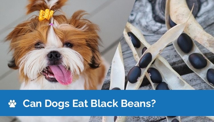 can dogs eat black beans graphic 2