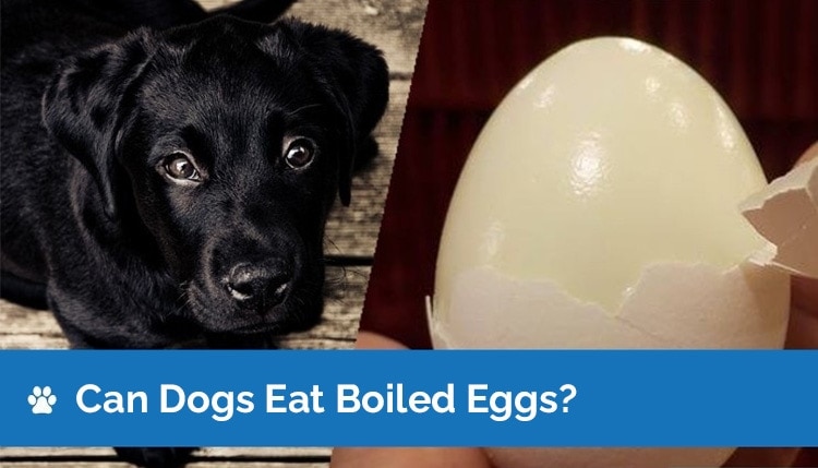 can dogs eat boiled eggs?