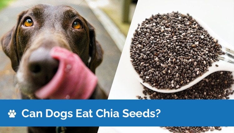 can dogs eat chia seeds feature