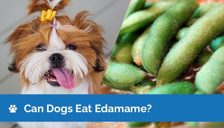 can dogs eat edamame graphic 2