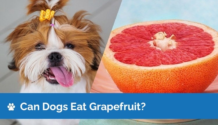 can dogs eat grapefruit2