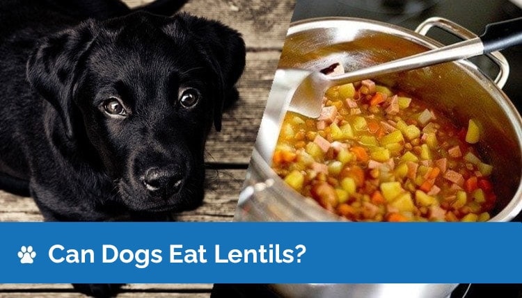 can dogs eat lentils2