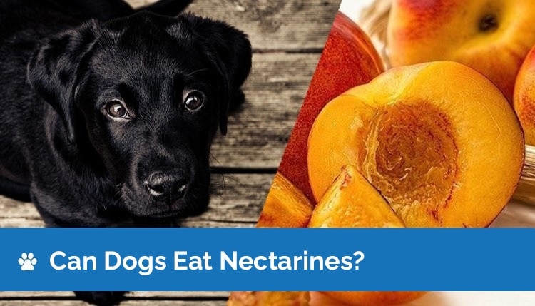 can dogs eat nectarines2