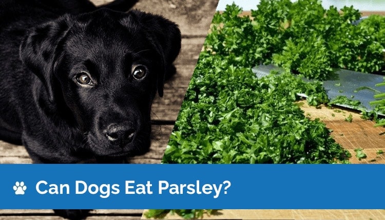 can dogs eat parsley 2