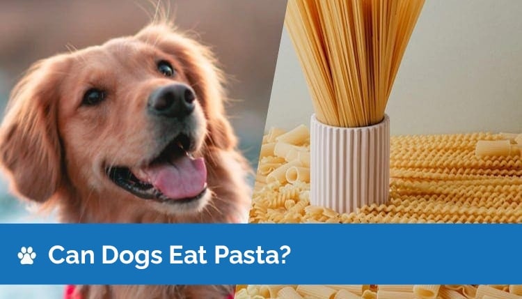 can dogs eat pasta graphic 2