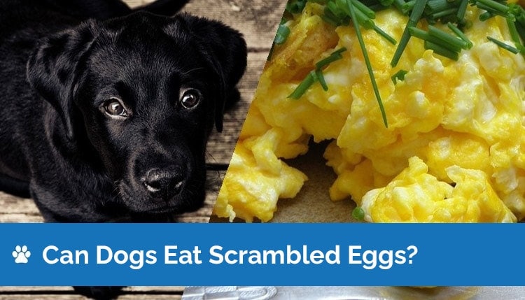 can dogs eat scrambled eggs graphic 2