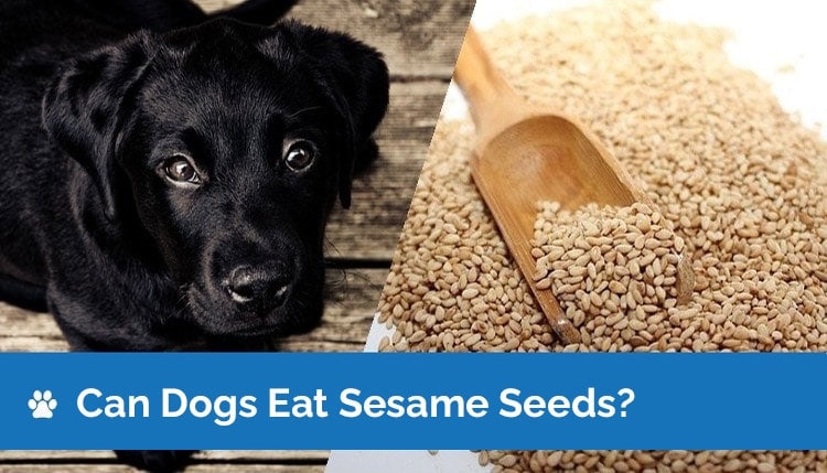 can dogs eat sesame seeds2