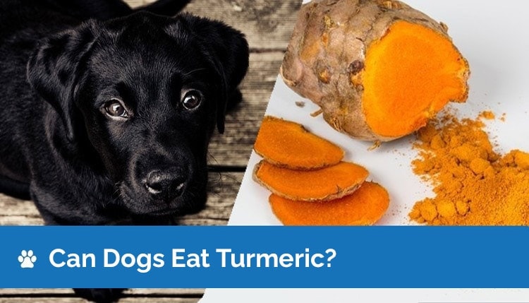 are turmeric capsules safe for dogs