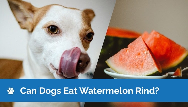 can my dog eat watermelon