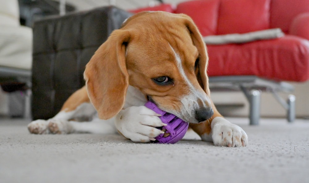 dog beagle playing toy