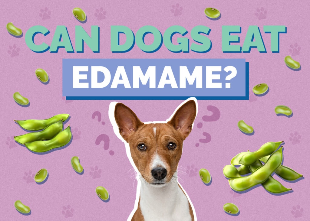 Can Dogs Eat Edamame? VetApproved Nutrition Facts & Safety Guide Hepper