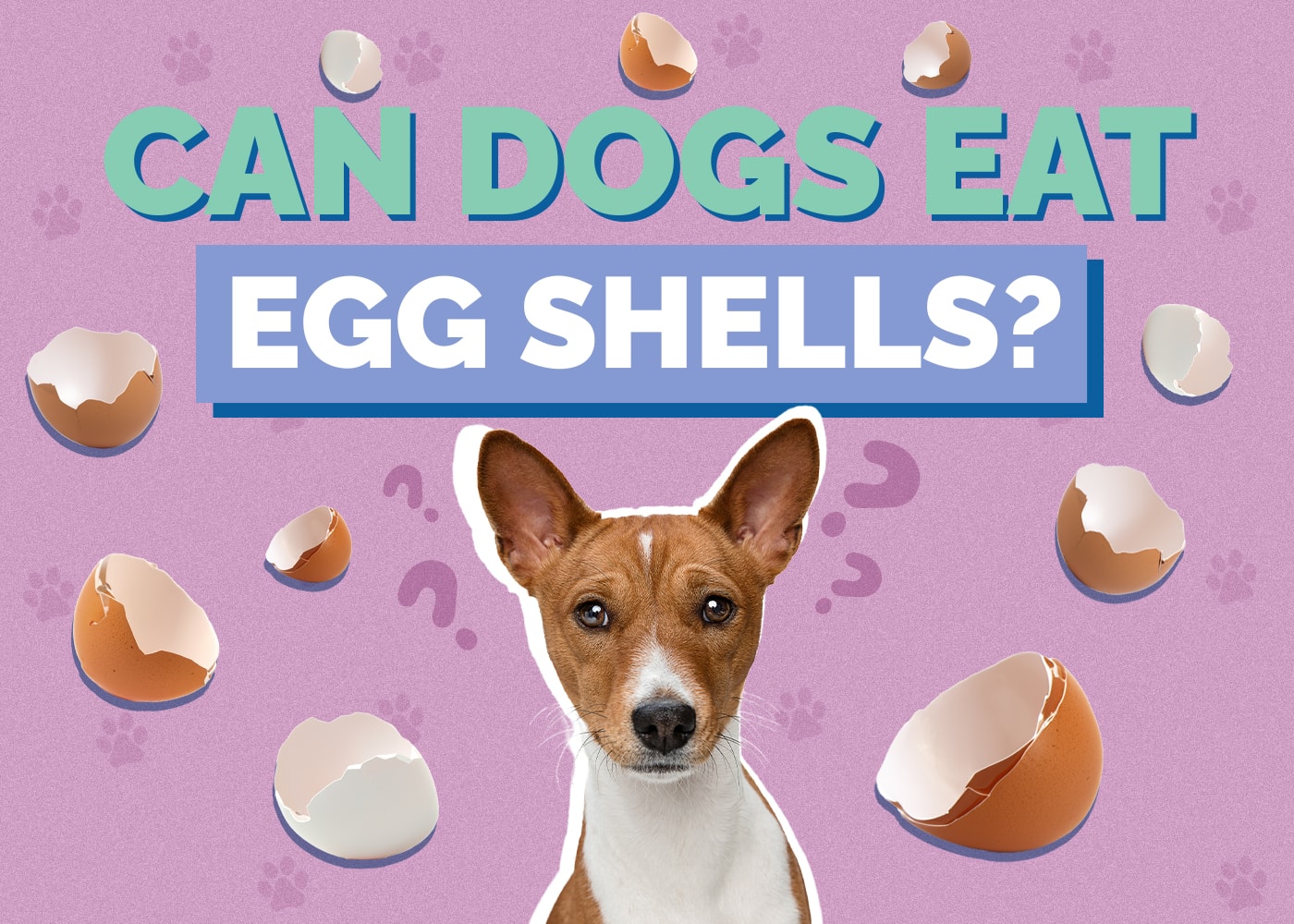 Can Dogs Eat egg-shells