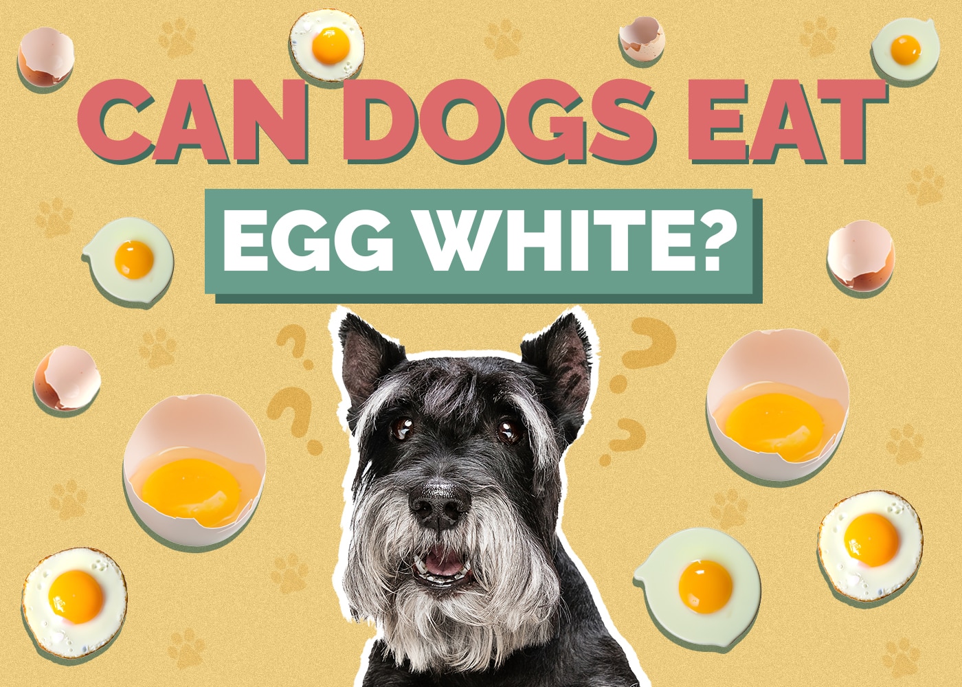 Can Dogs Eat egg-white