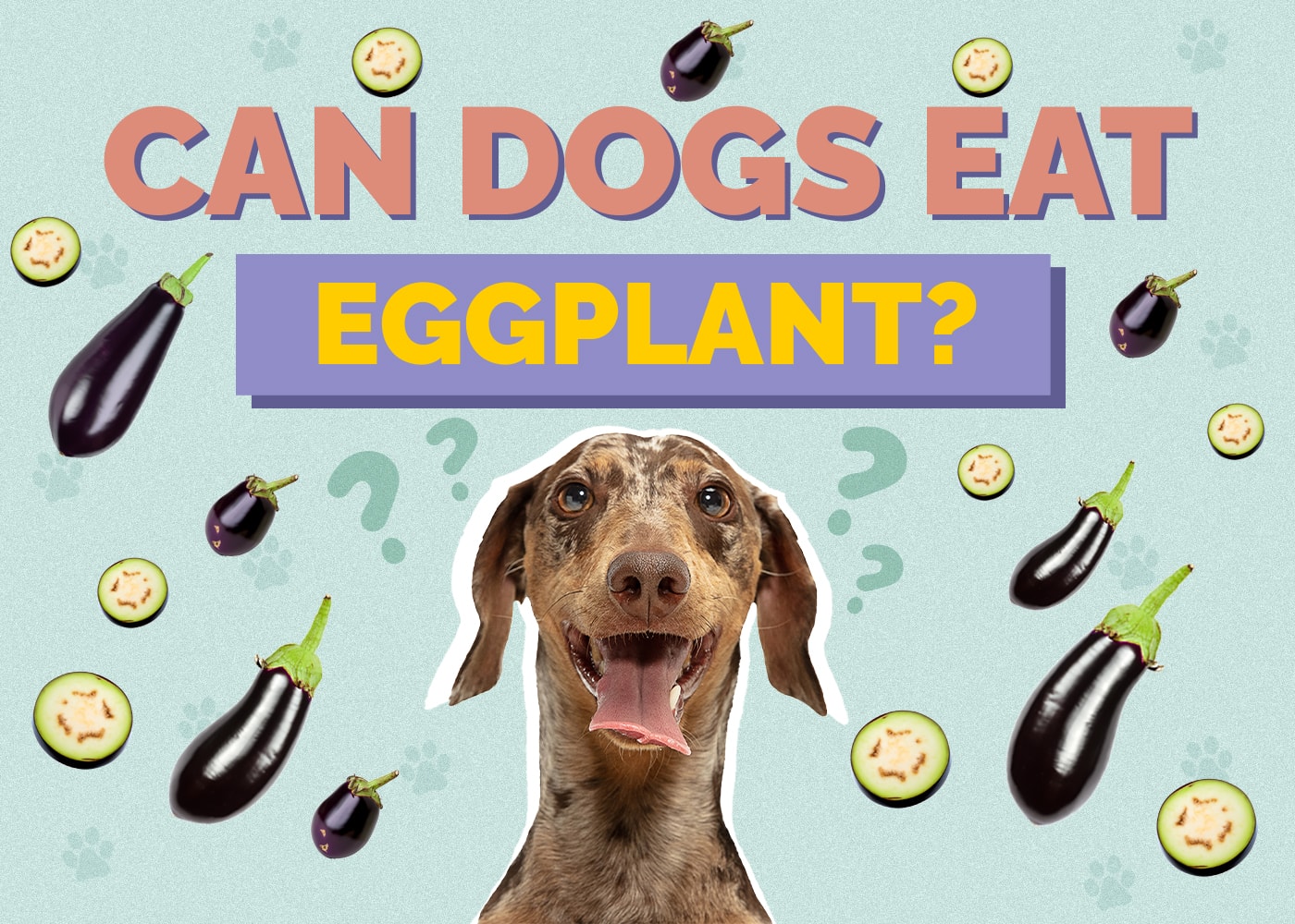 Can Dogs Eat eggplant