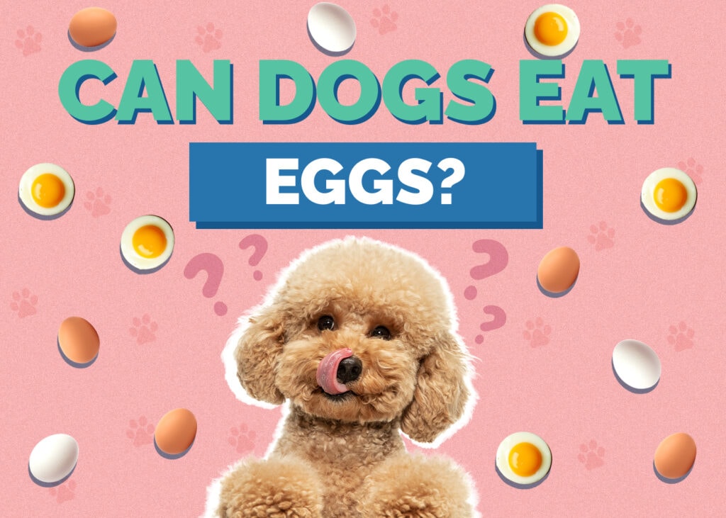 can toy poodle eat eggs?